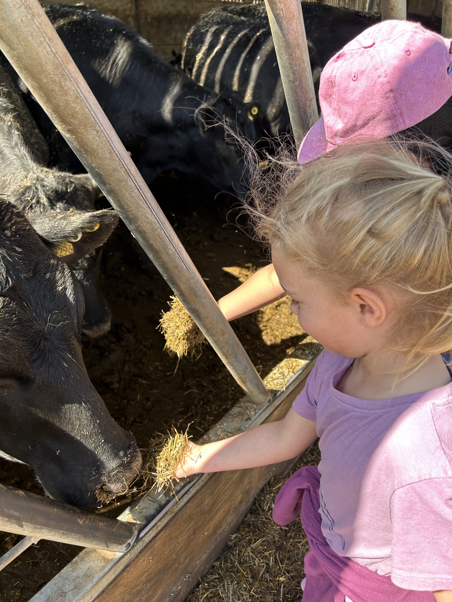 Our trip to Castlewood Farm 20/5/2025 - part 4