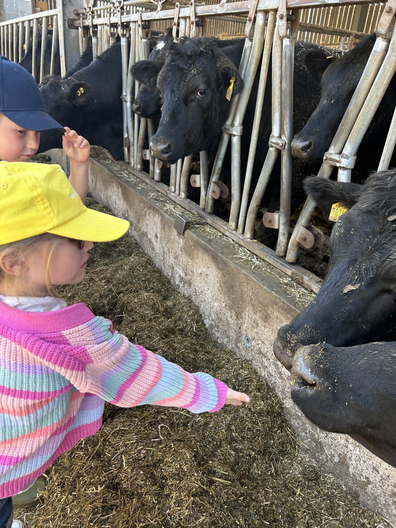 Our trip to Castlewood Farm 20/5/2025 - part 4