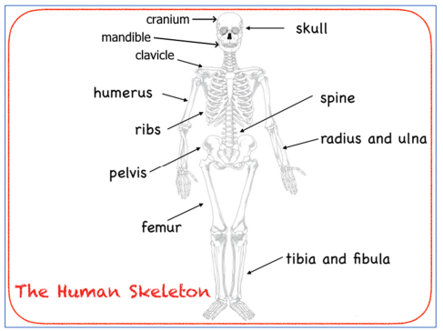 Skeleton