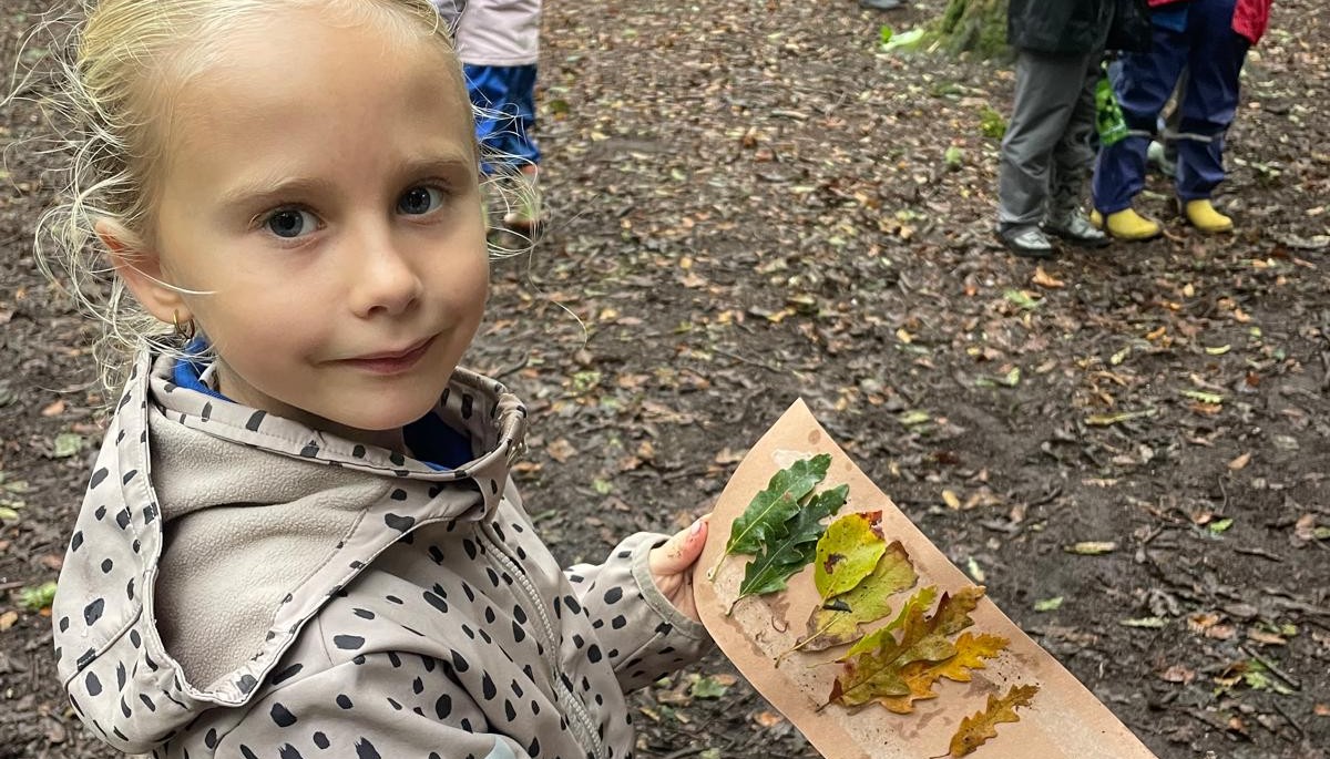 Colours of the woods