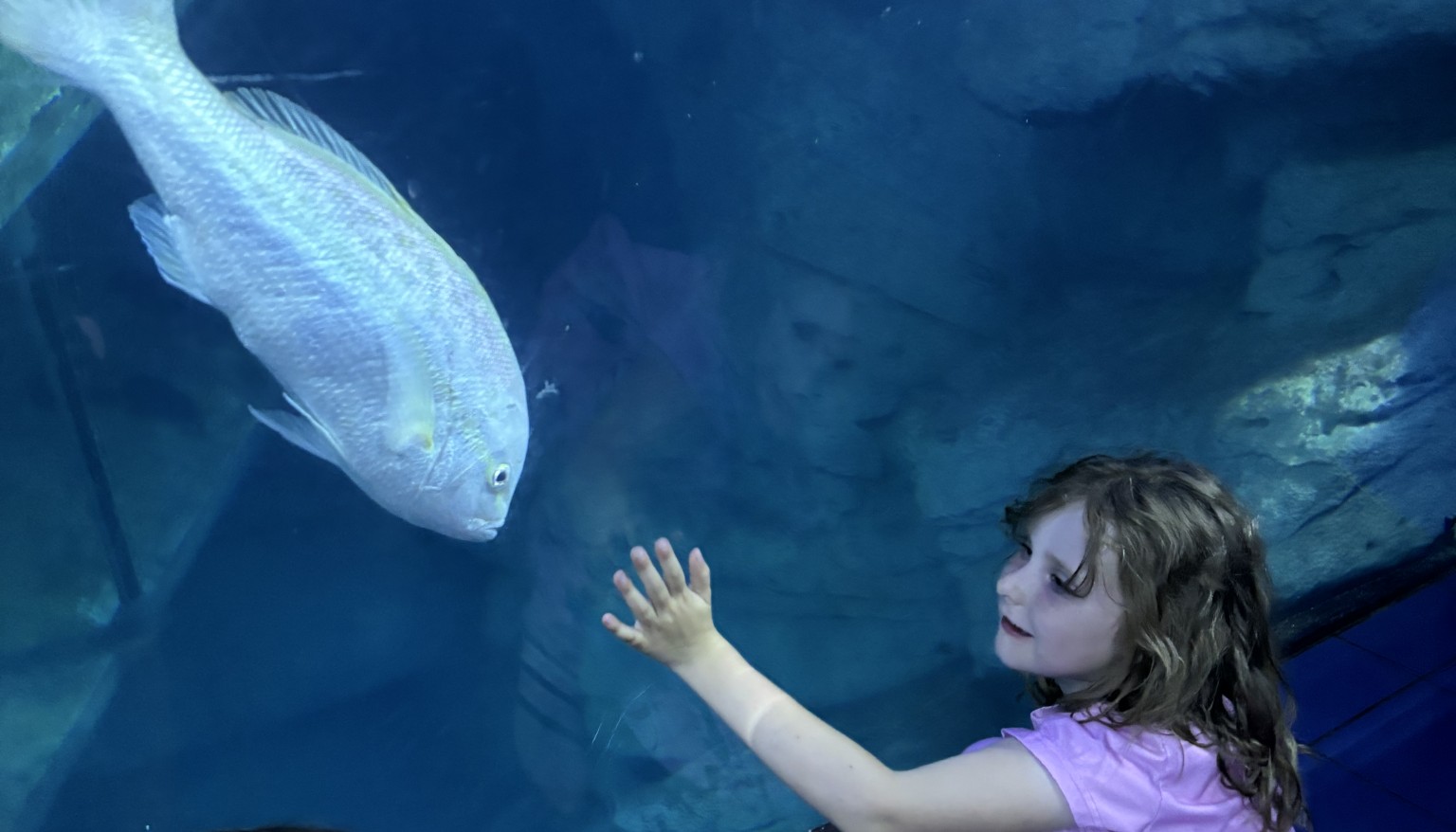 Plymouth Aquarium