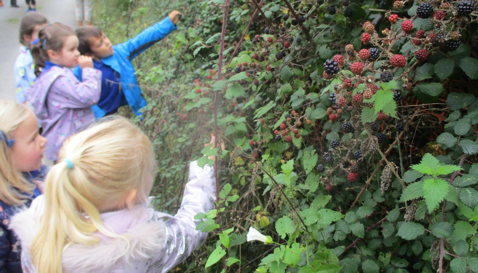 Picking blackberries for Gruffalo Crumble