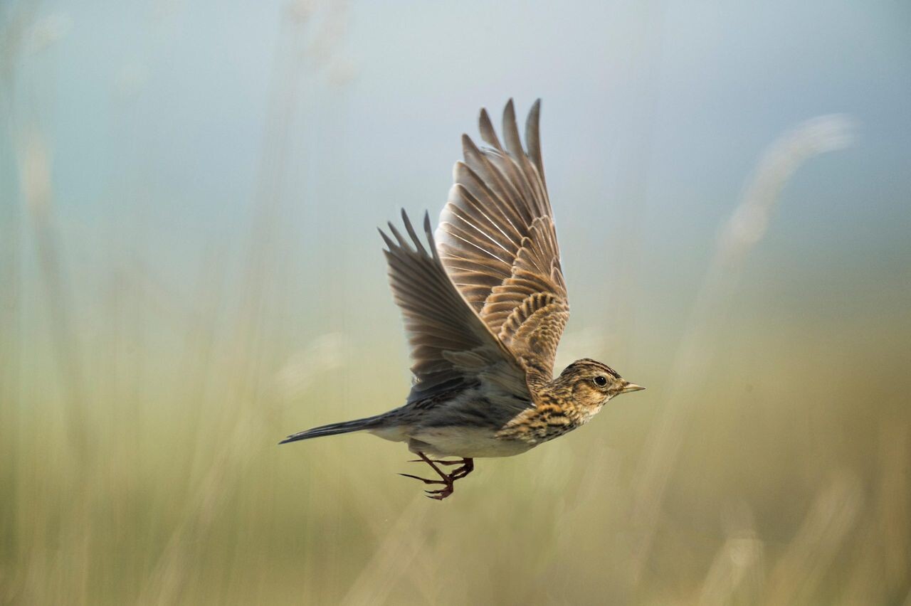 skylark
