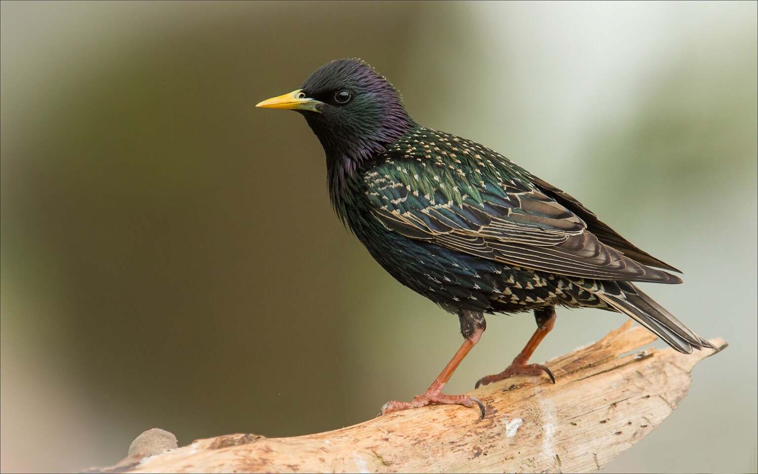 starling