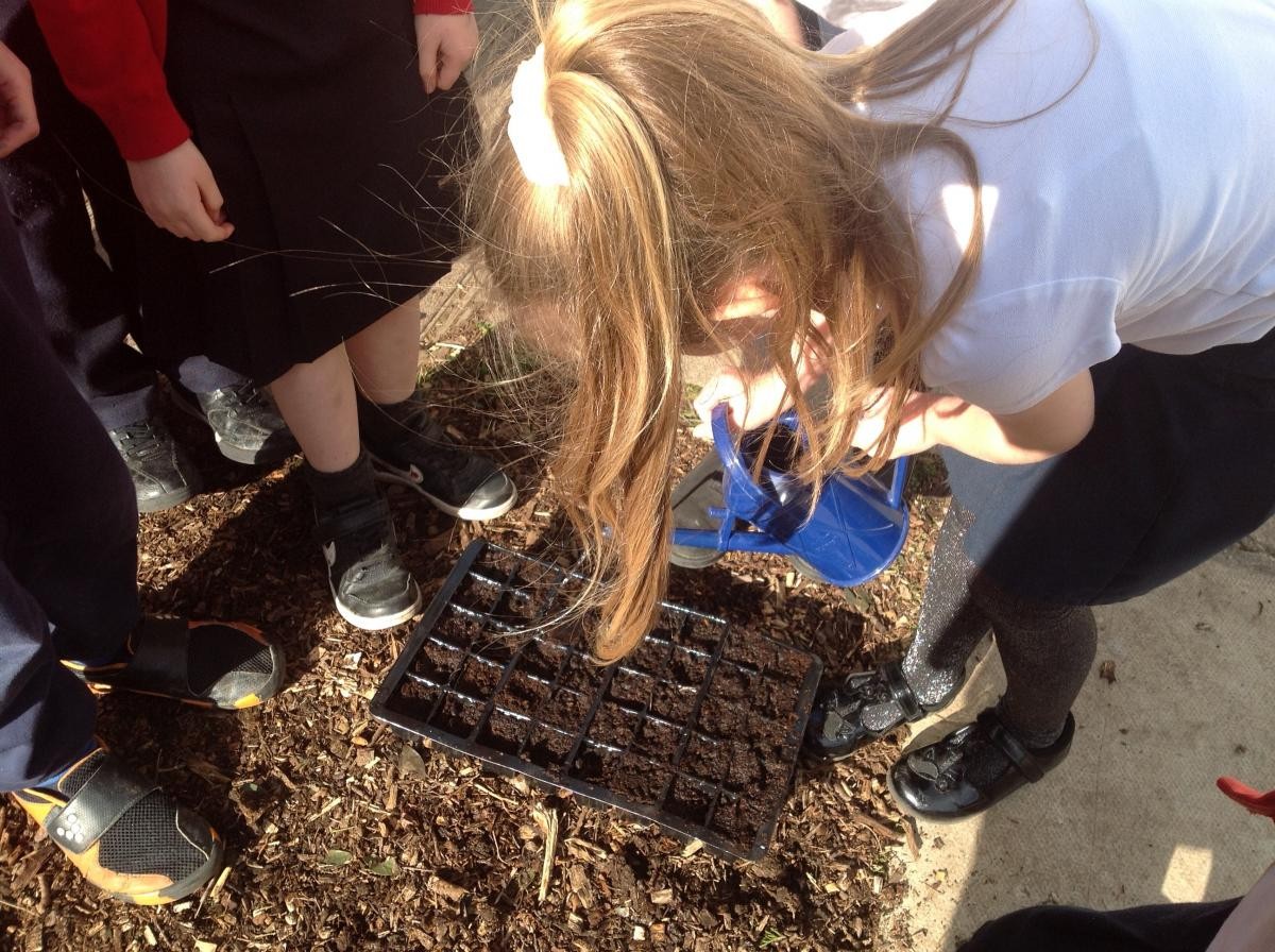 Planting seeds in Year 2