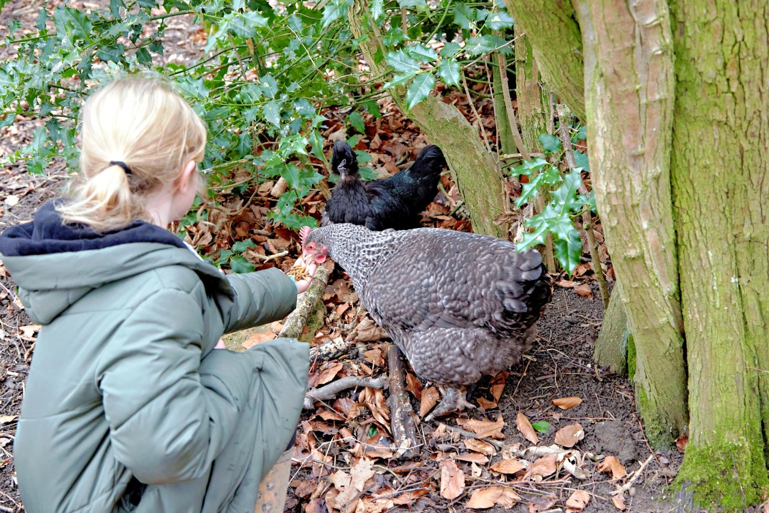 Hens