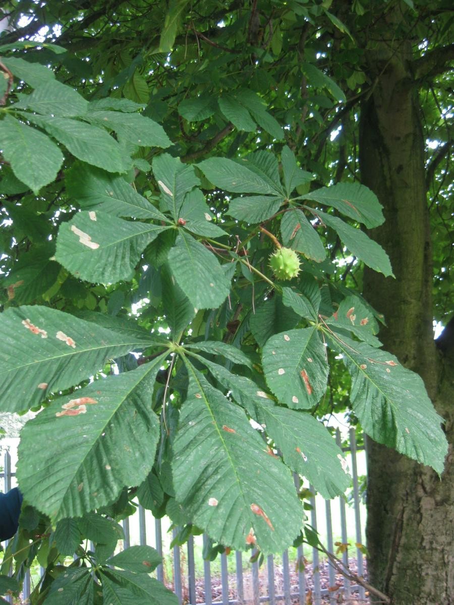 Conkers!
