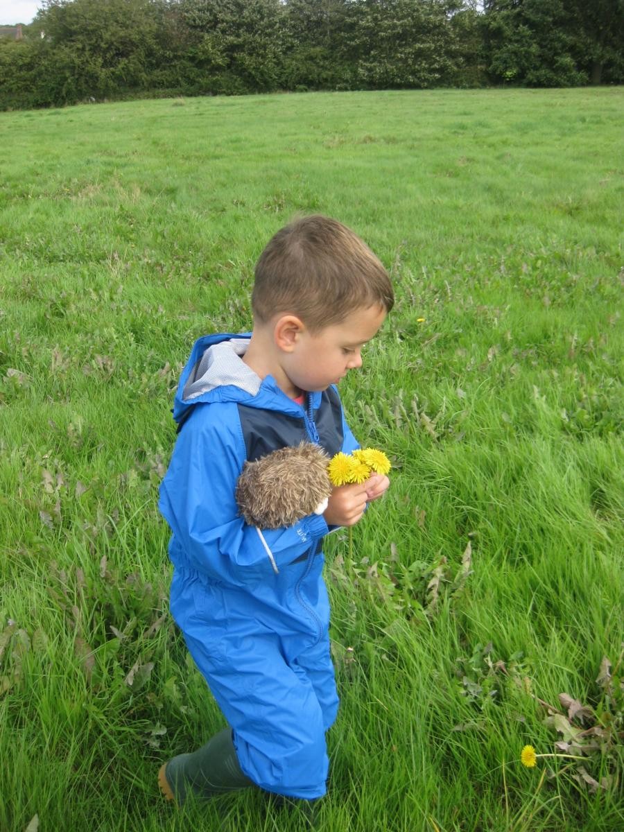Gathering dandelions!