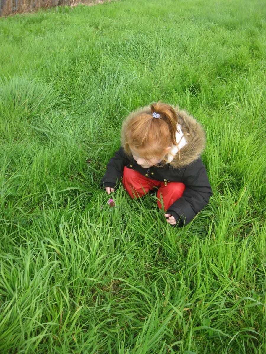 Looking at clover.