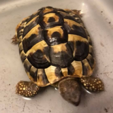  Nigel 