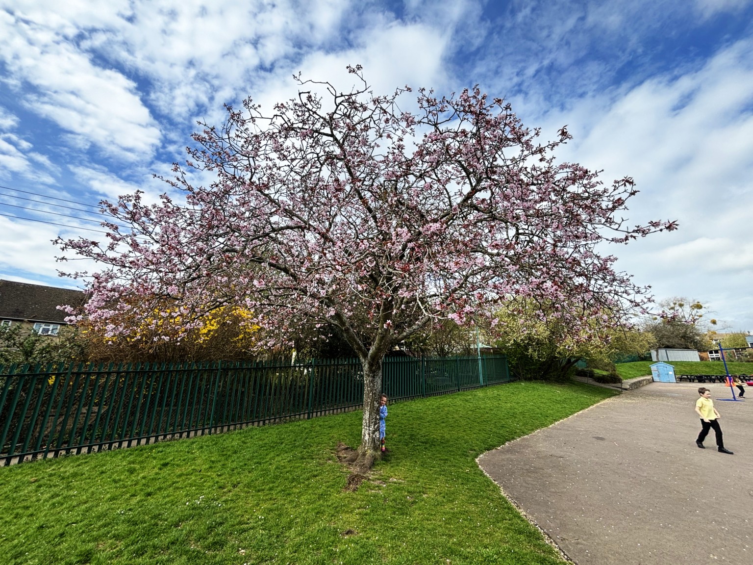 cherry tree