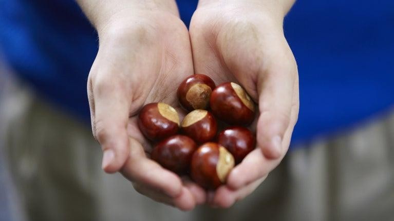 Conkers