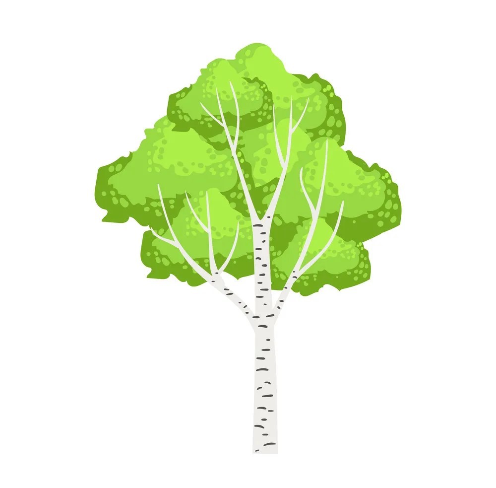 Birch