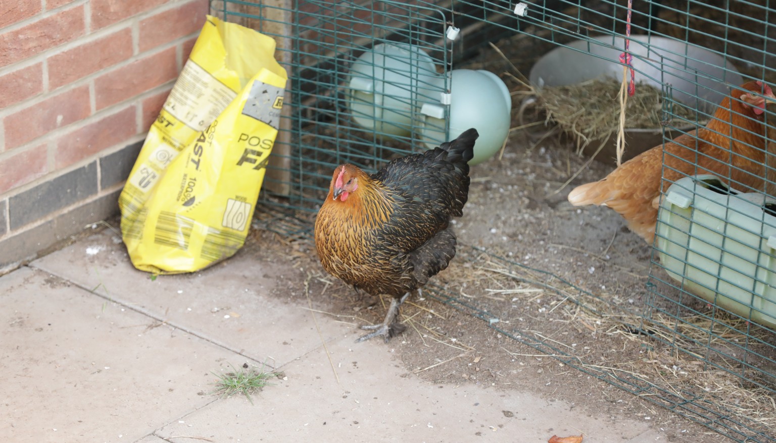 Chickens
