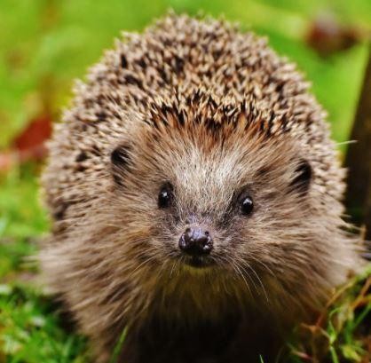 Hedgehog
