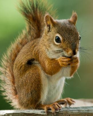 Squirrel