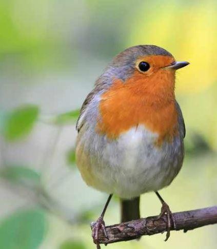 Robin
