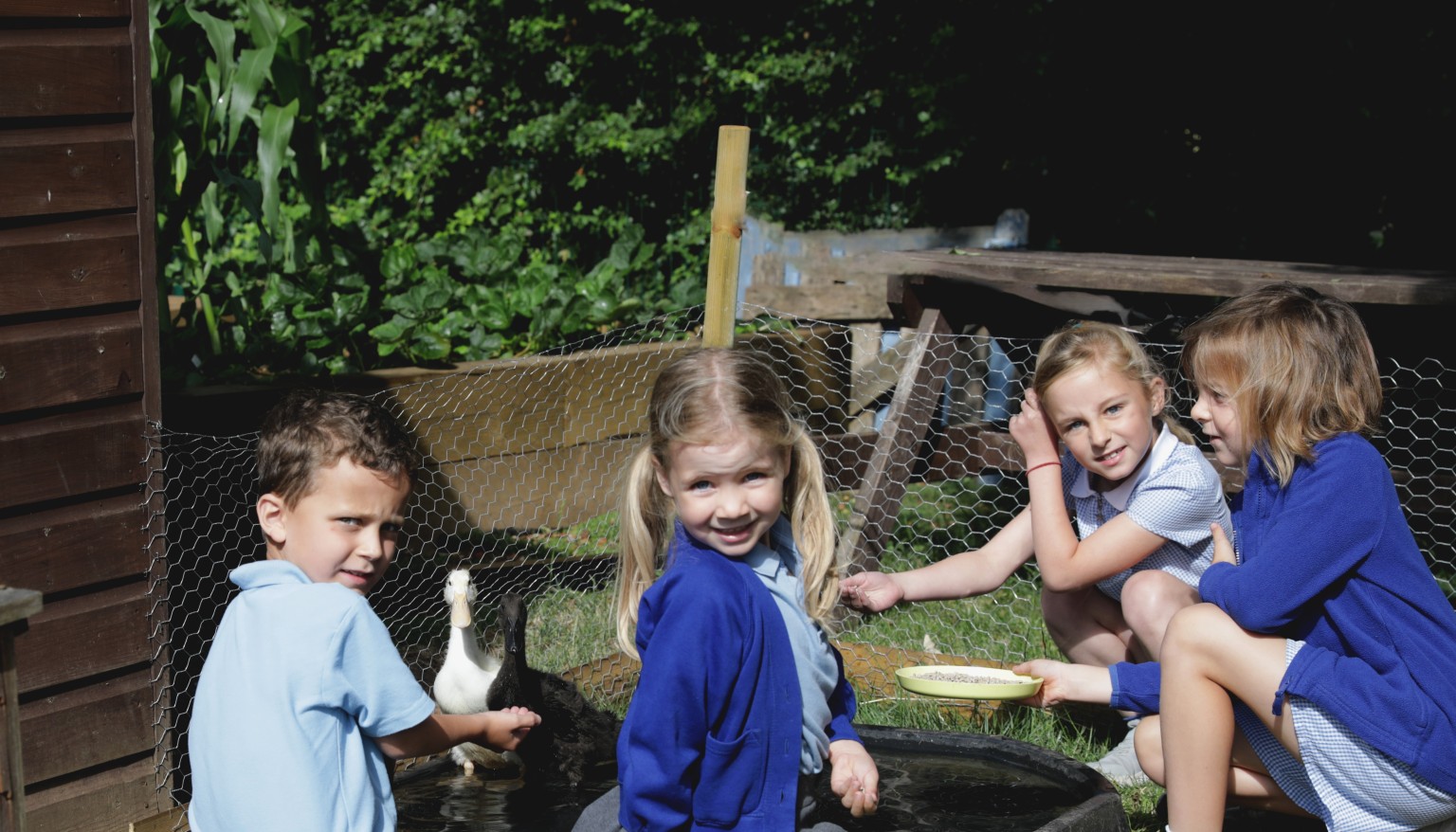 ducks