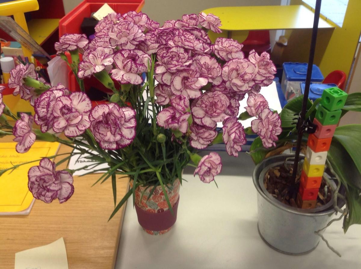 Watching carnations flower and measuring our orchid.