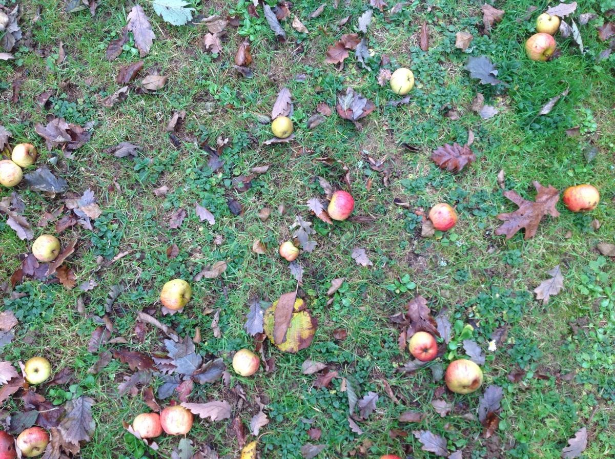 Apples in our orchard.