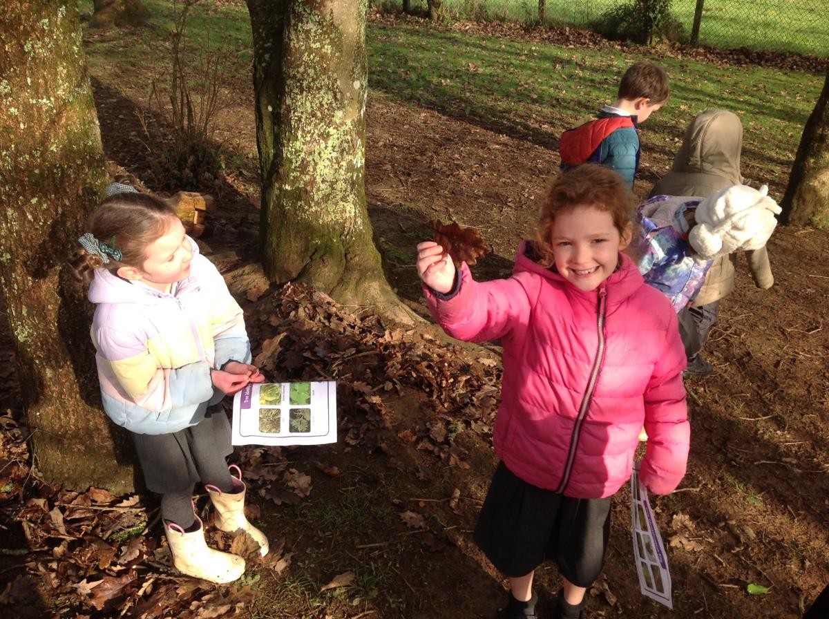Identifying leaf shapes and tree types