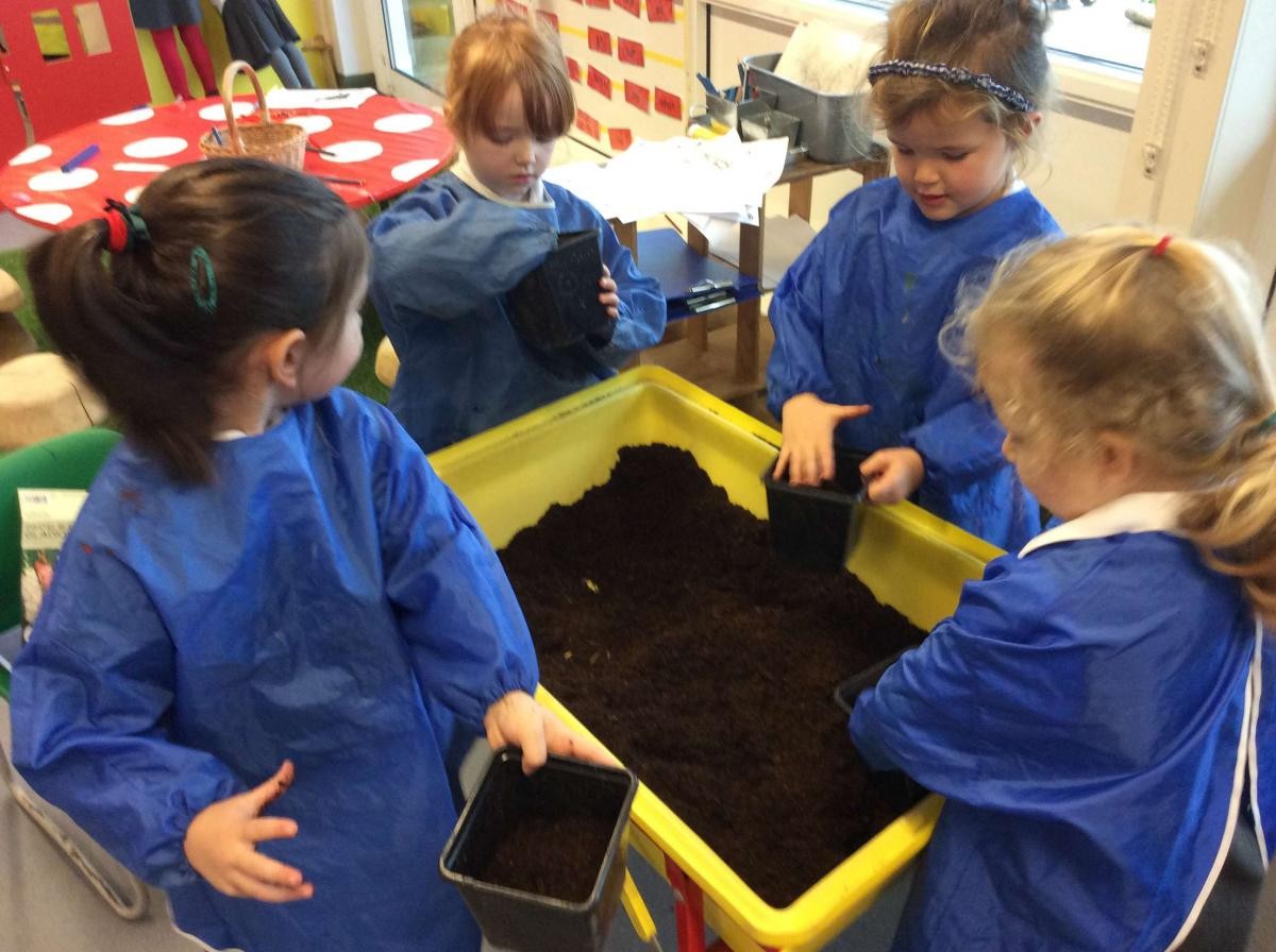 Planting gladioli bulbs.