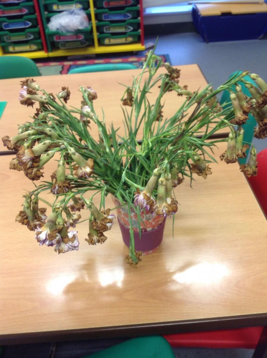 Talking about what plants need to grow and their life cycle.