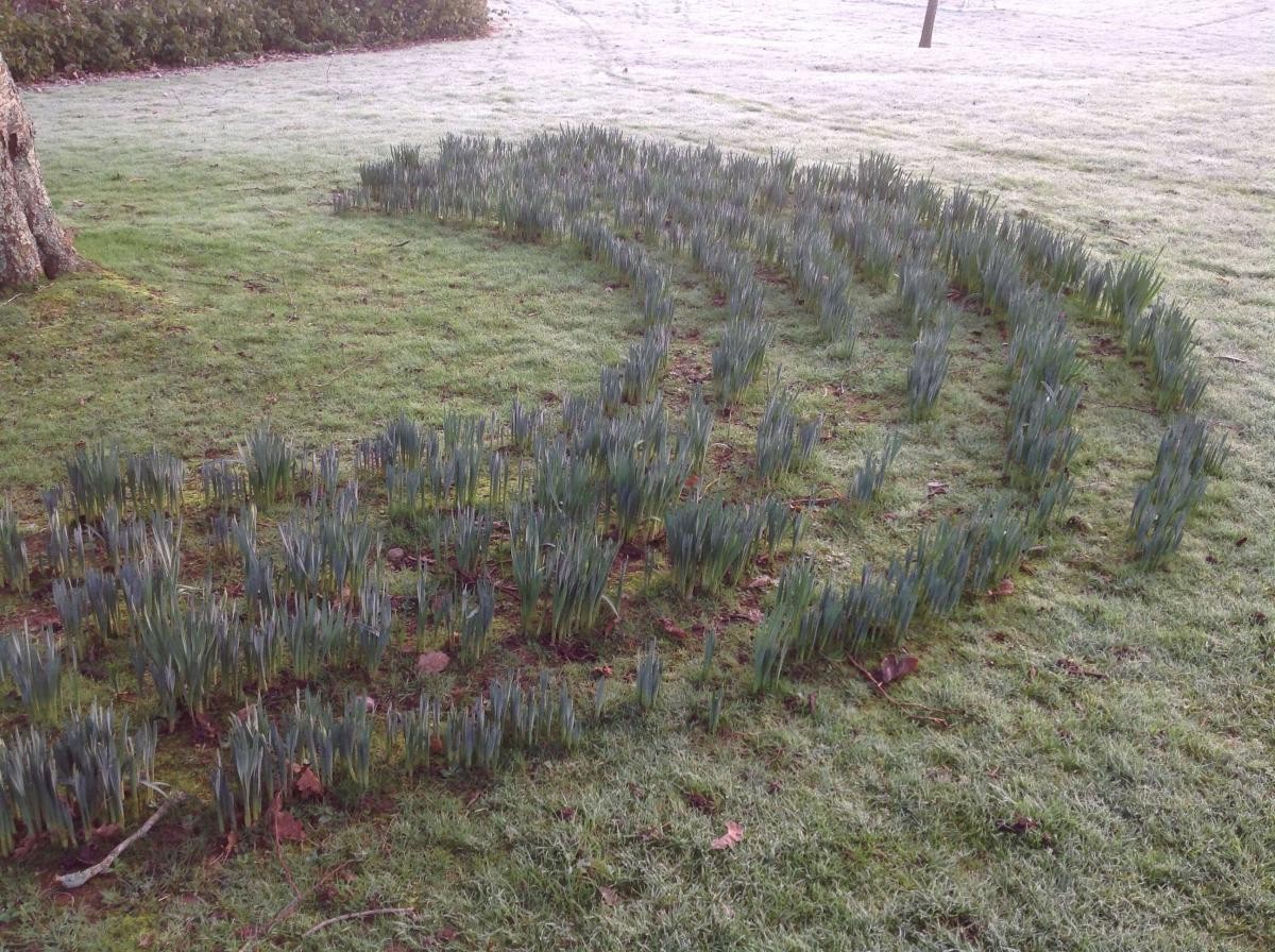 Spotting changes on our field - we noticed the daffodils growing.