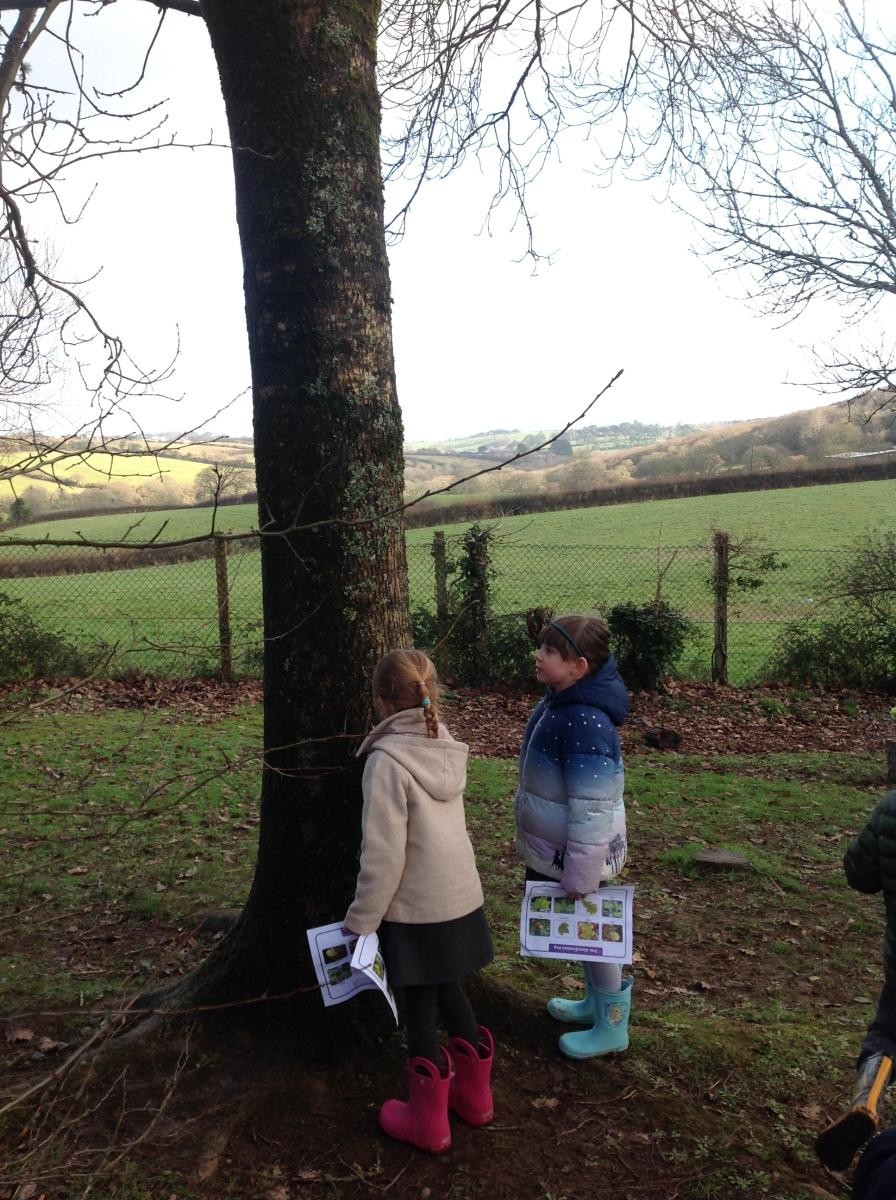 Identifying leaf shapes and tree types