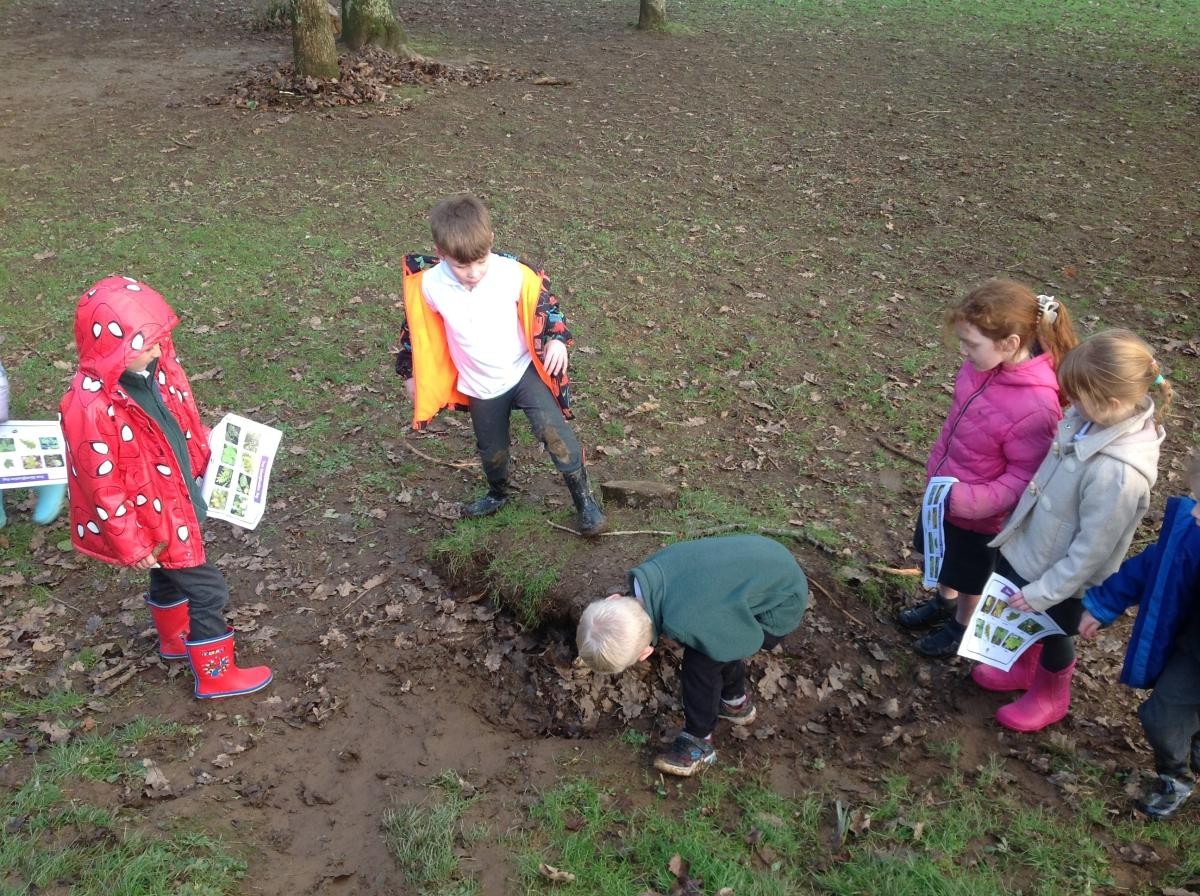 Identifying leaf shapes and tree types