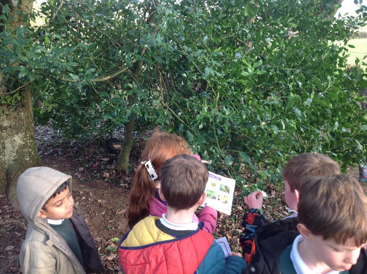 Identifying leaf shapes and tree types