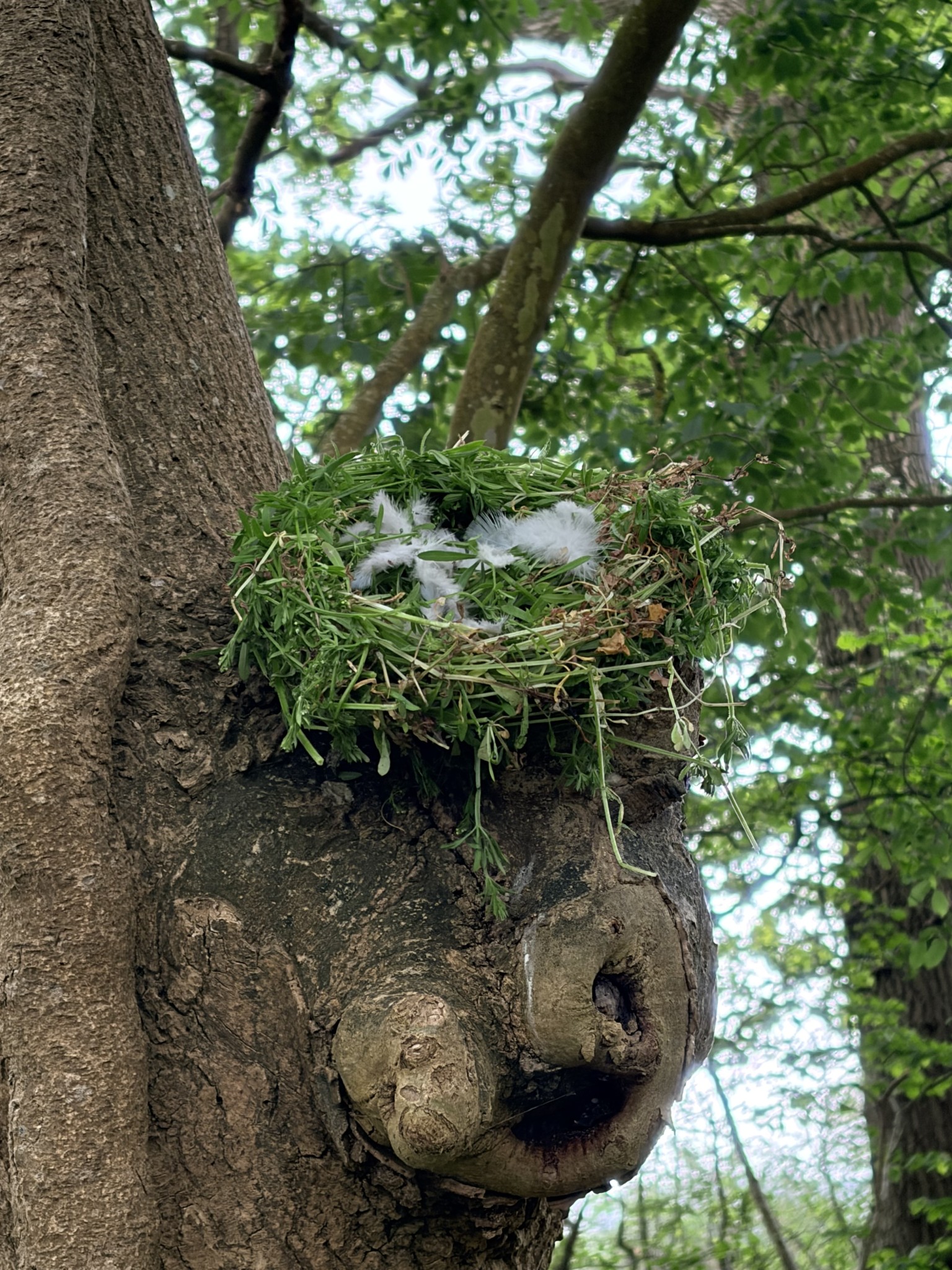 Forest School