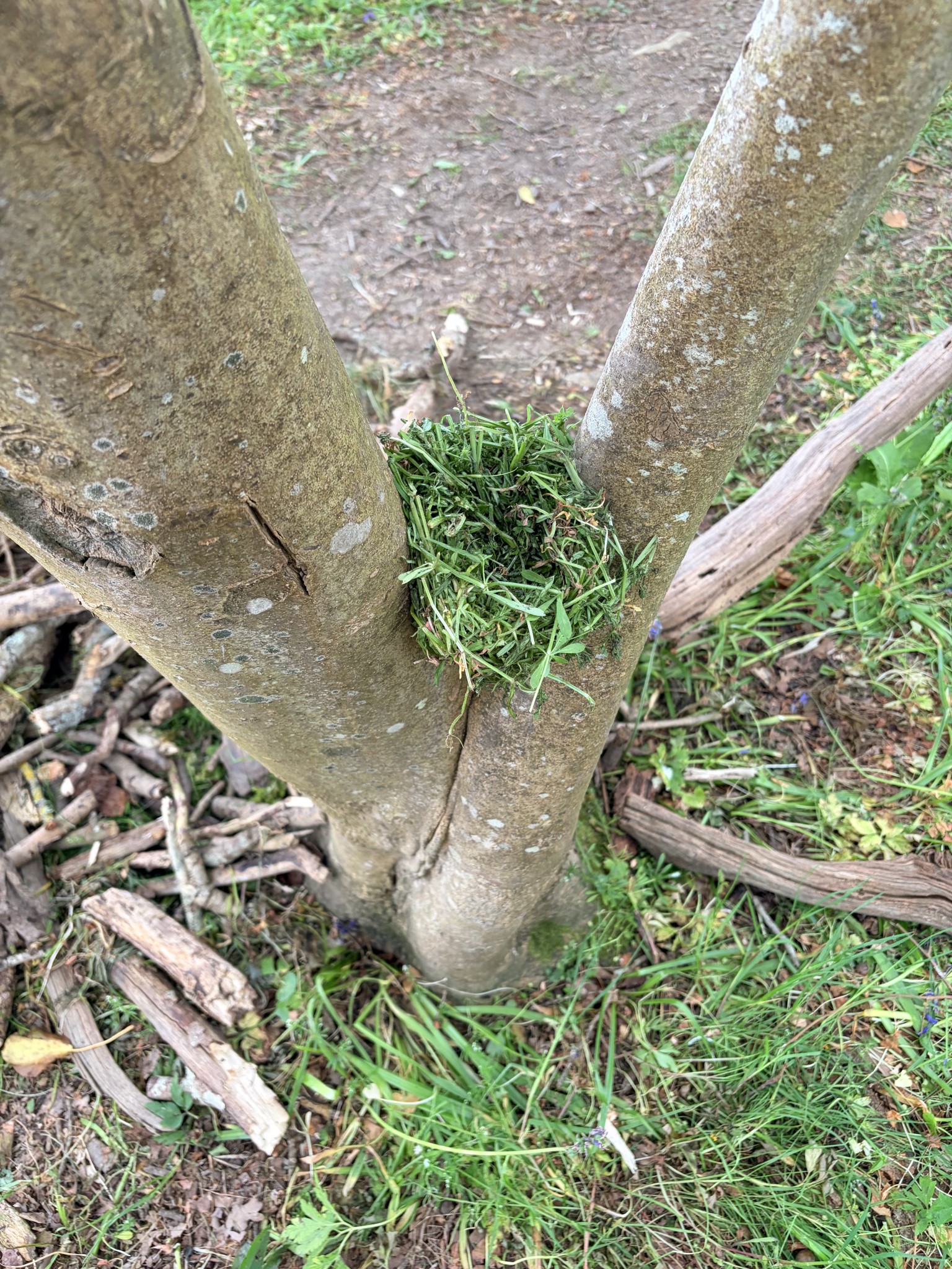 Forest School