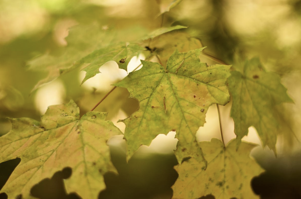 Policies
