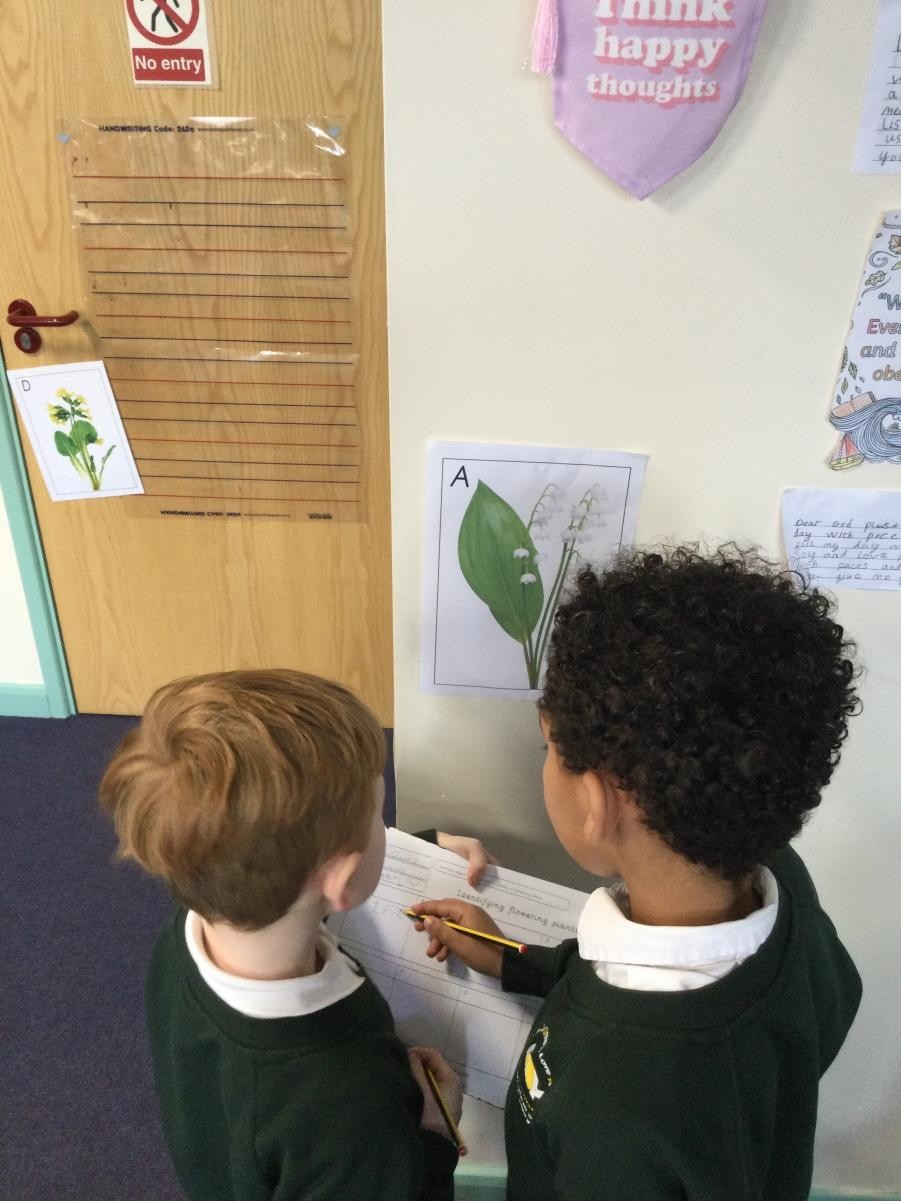 Working scientifically to identify features of a plant.