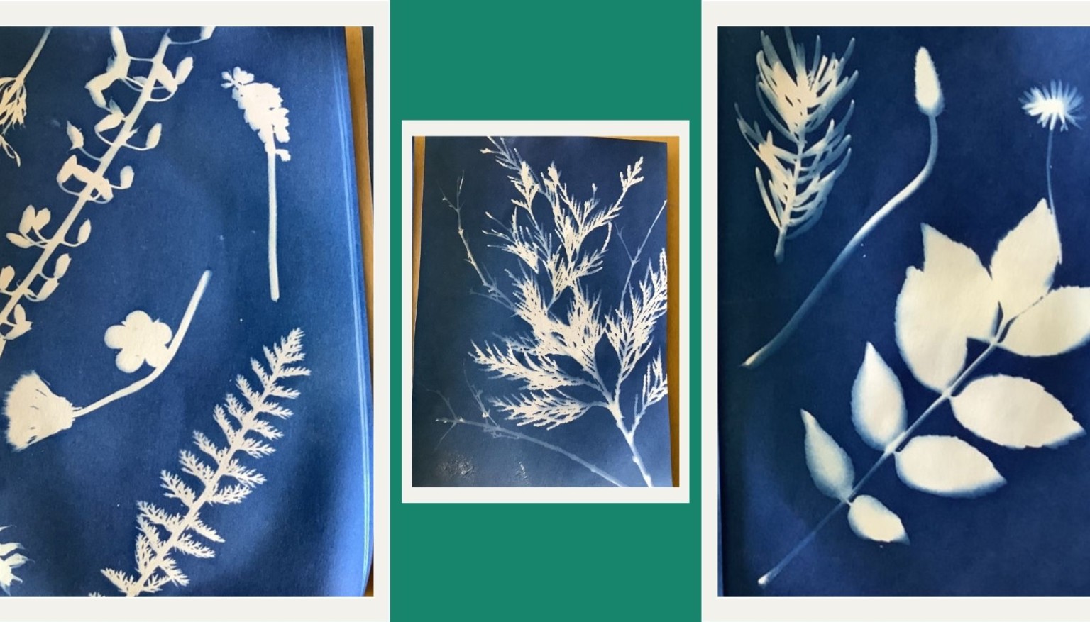 Exploring cyanotype paper - Reception