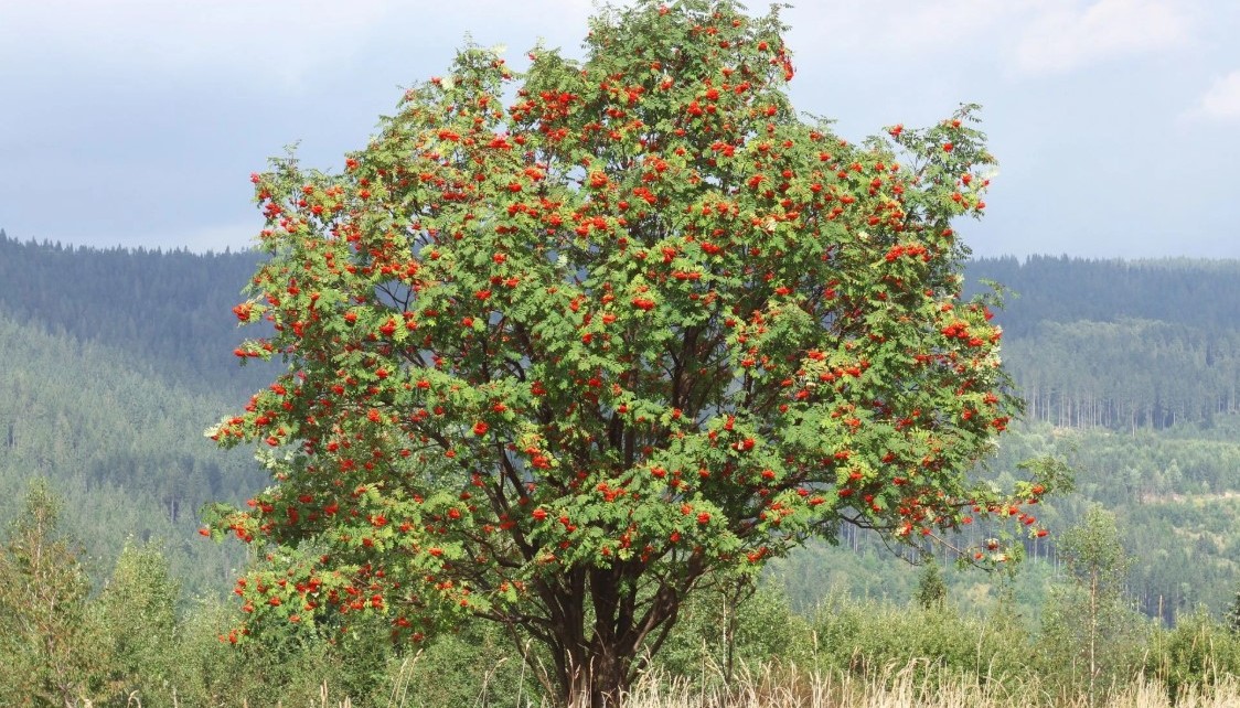 Rowan Tree