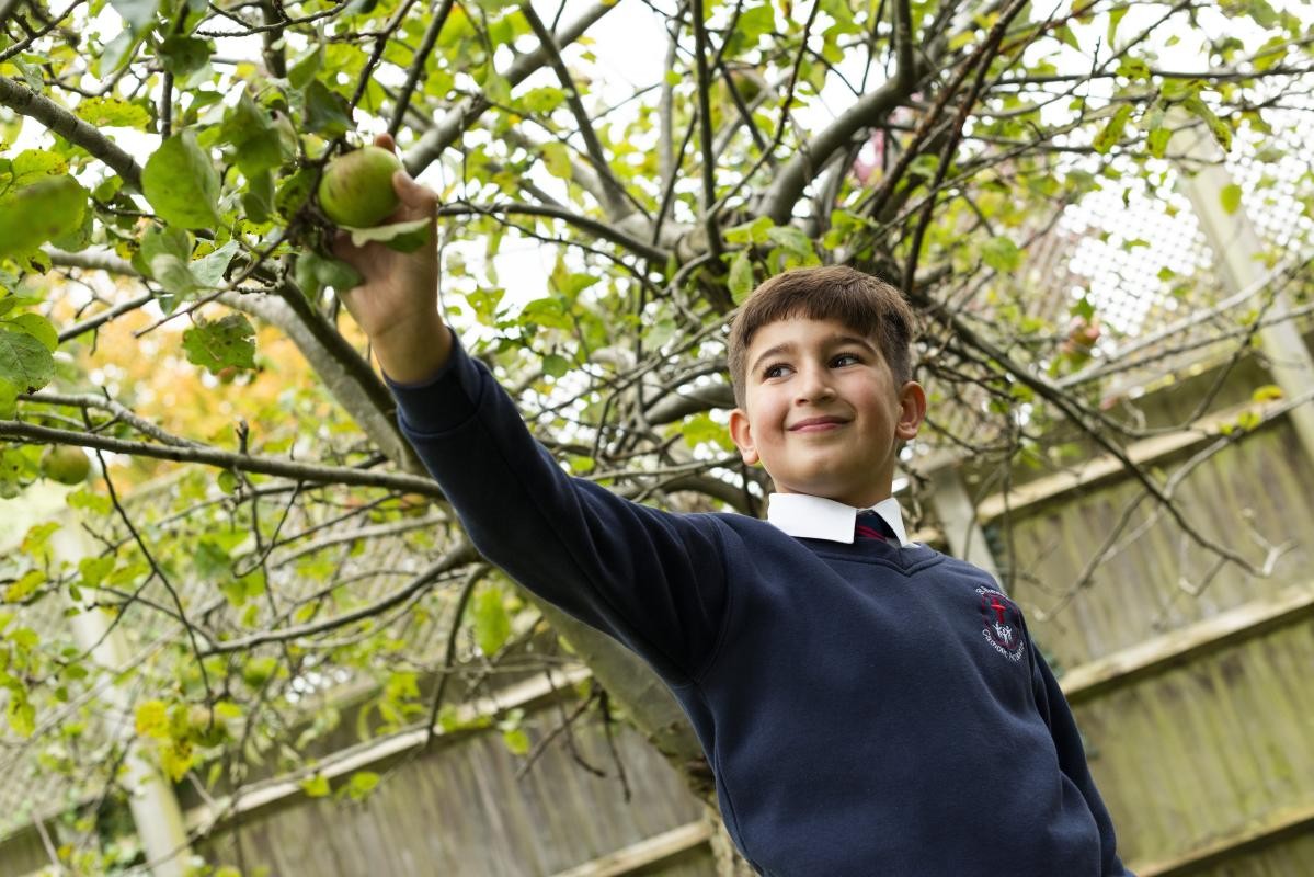 Child picking an Apple from a tree
