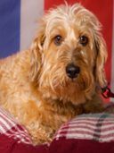 Lily the therapy dog