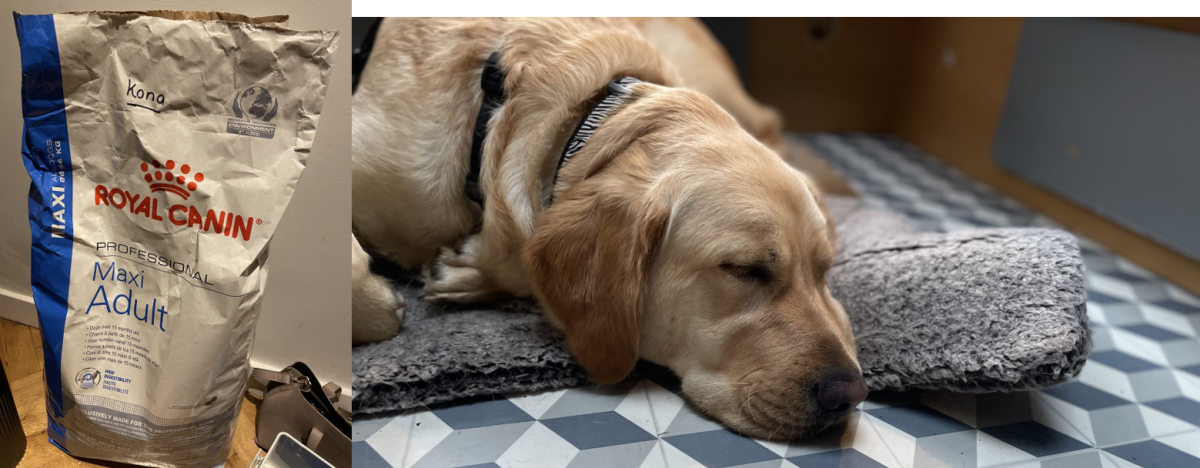 Mrs Jarvis has to weigh out the food for Kona the Guide Dog. He also gets weighed each week when he is at work. 