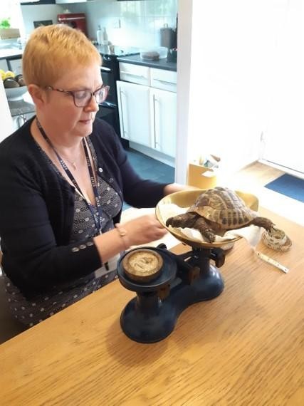Mrs Pugsley shared with us how she uses maths to check Henry the tortoise's weight. 
