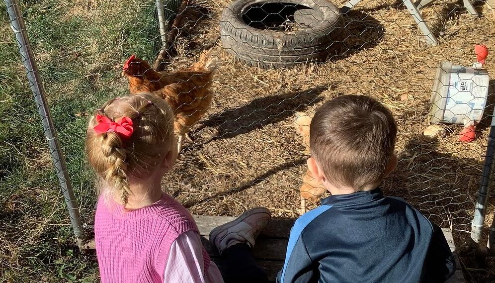 Looking after our chickens