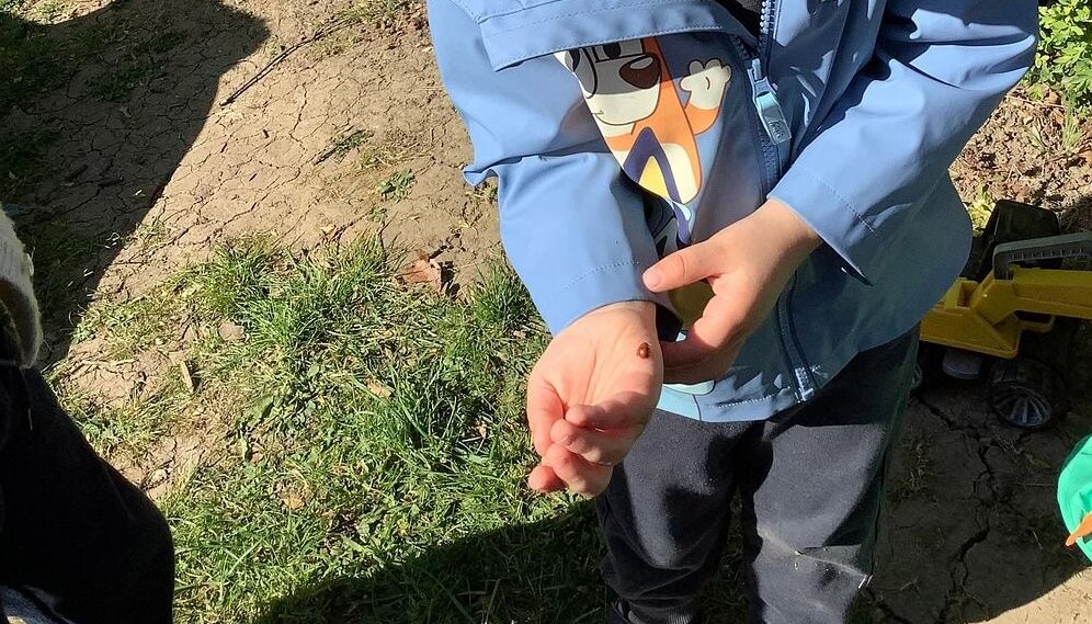 Bug hunting