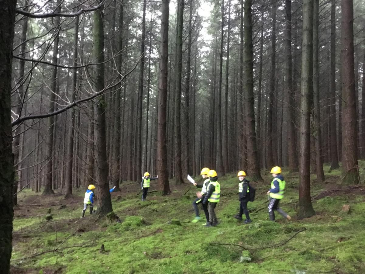 Identifying different species of trees