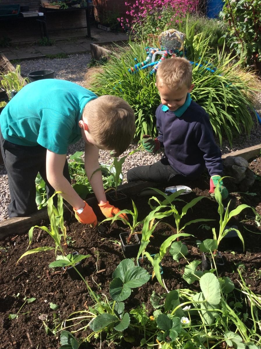 Planting out mini-pop sweetcorn.
