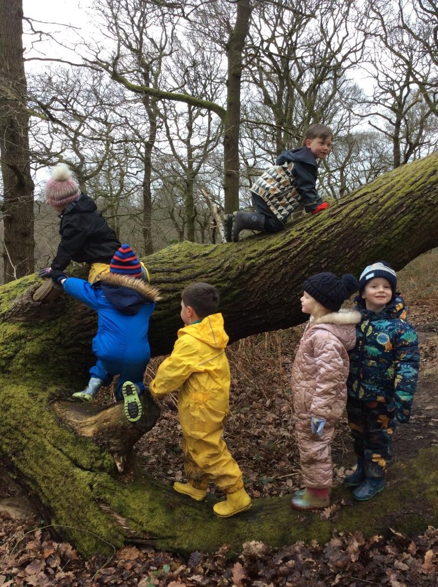 Tree climbing in the forest.