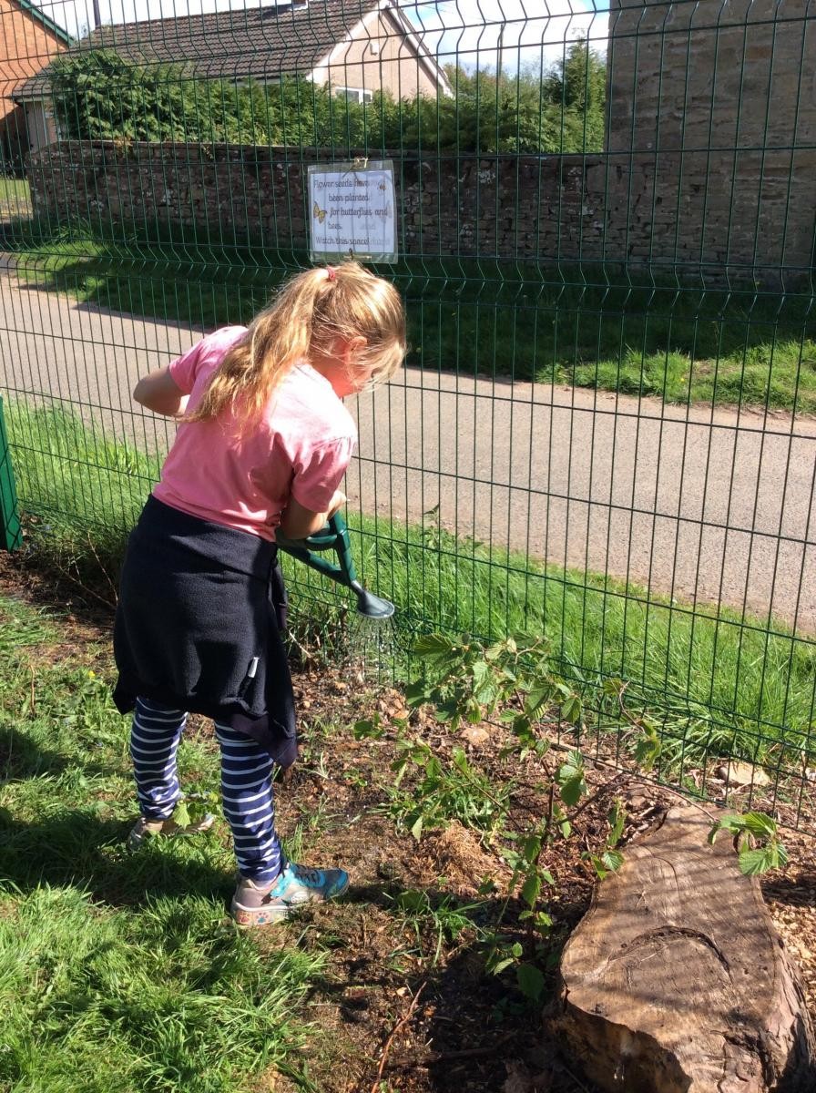 Planting seeds and plants for the bees.