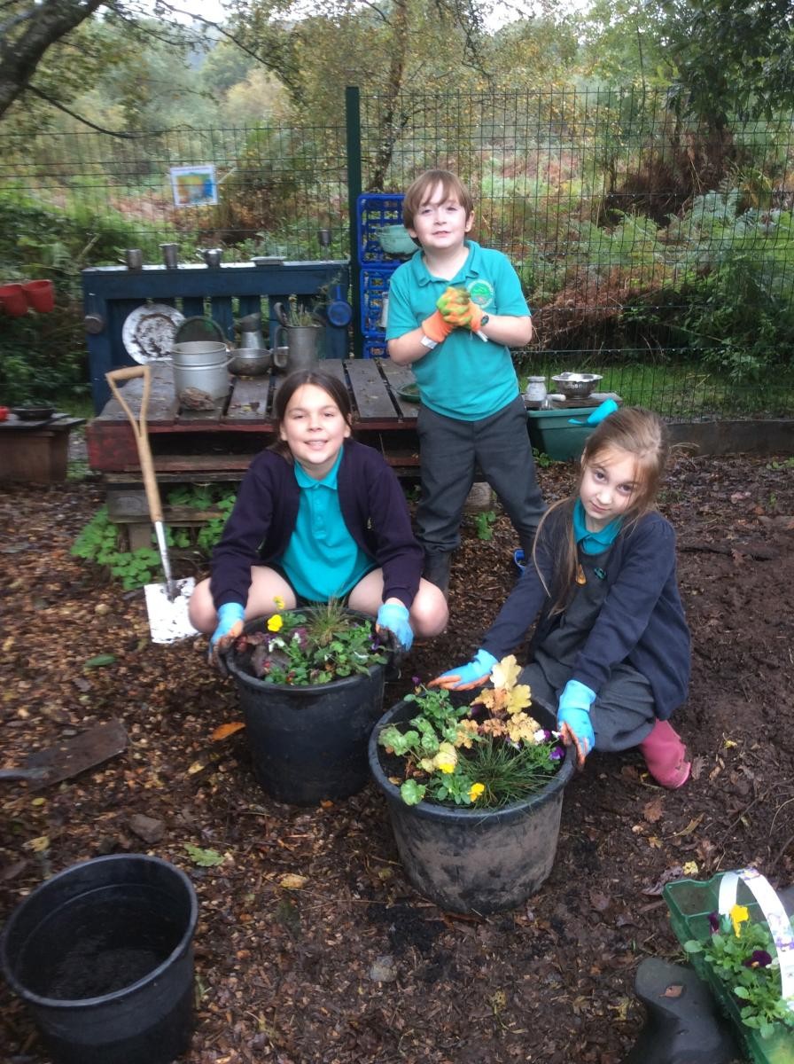 Planting up pots to cheer up our school ready for the winter.