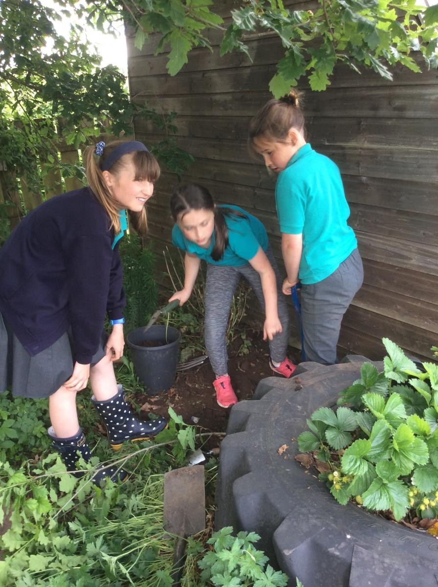 Moving a self seeded Oak sapling.