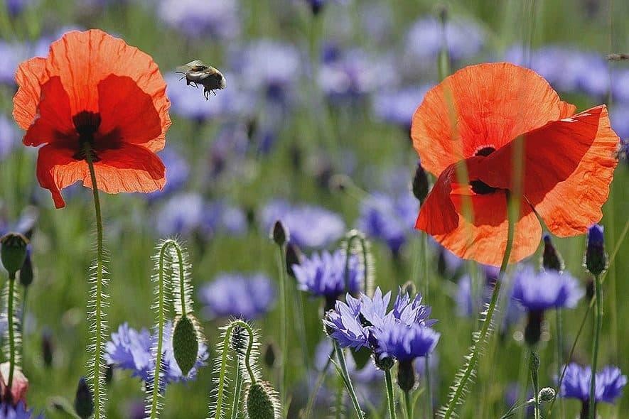 Remembrance
